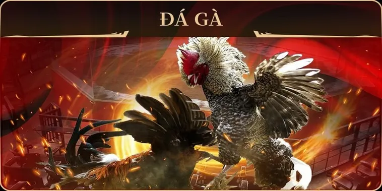 Bí Kíp Cách Chơi Đá Gà GA28 Tại 8Day Từ Chuyên Gia