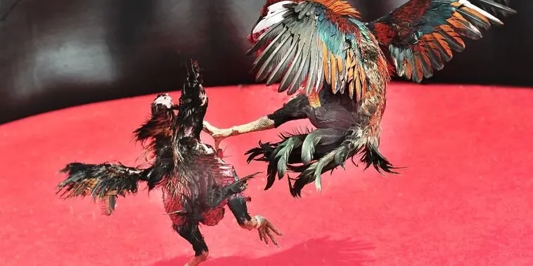 Hướng Dẫn Cách Chơi Đá Gà Sabong Tại 8Day Chi Tiết Nhất 1 Hướng Dẫn Cách Chơi Đá Gà Sabong Tại 8Day Chi Tiết Nhất