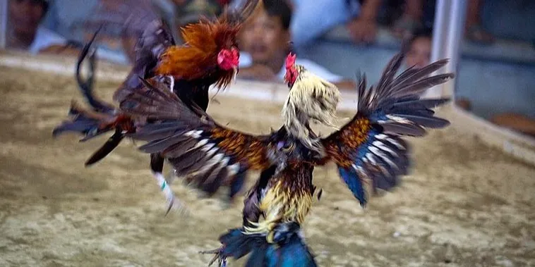 Hướng Dẫn Cách Chơi Đá Gà Sabong Tại 8Day Chi Tiết Nhất 2 Hướng Dẫn Cách Chơi Đá Gà Sabong Tại 8Day Chi Tiết Nhất